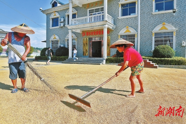 9月20日，漫水村村民在操坪曬稻谷。